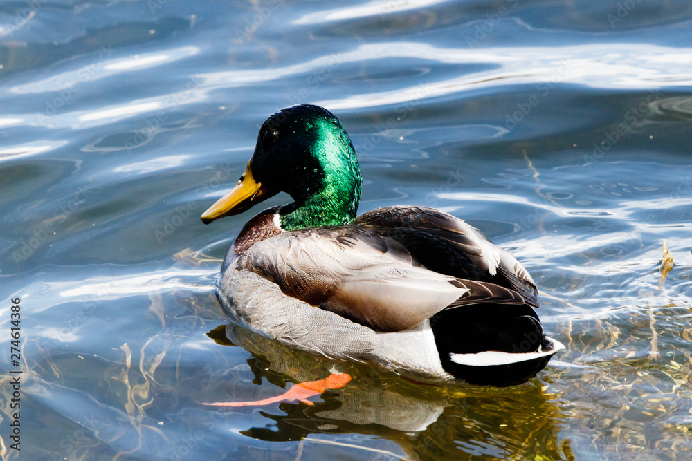 Obraz premium Male adult mallard in front range Colorado