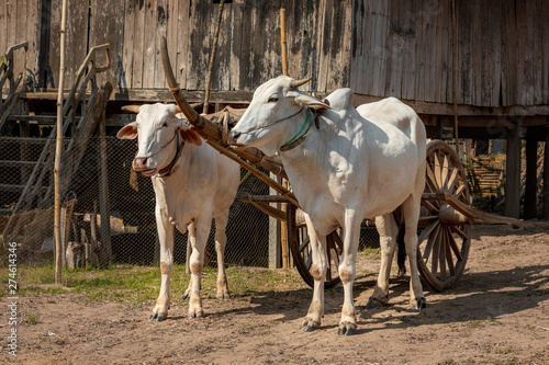 Fotografie Bullock cart in Angkor Ban Village on the banks of the Mekong River, Battambang Province, Cambodia (Khmer)