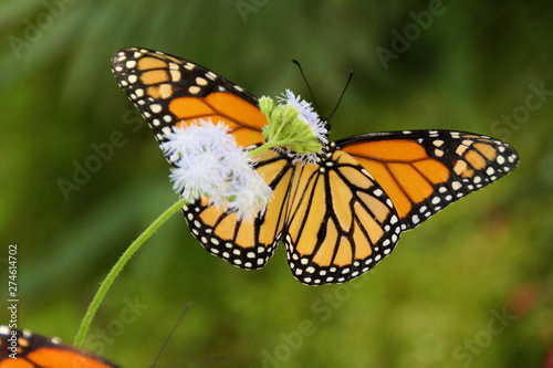   Beautiful Monarch butterfly on a flower from Butterfly Estates Fort Myers  Florida  
