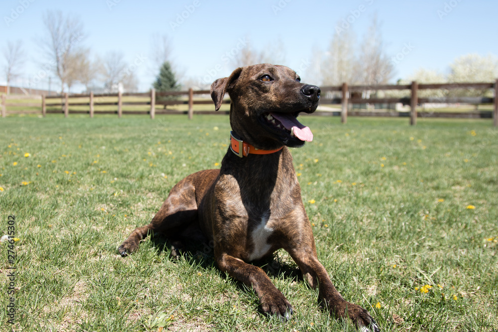 Plott Hound Mix Brindle at the dog park foto de Stock | Adobe Stock