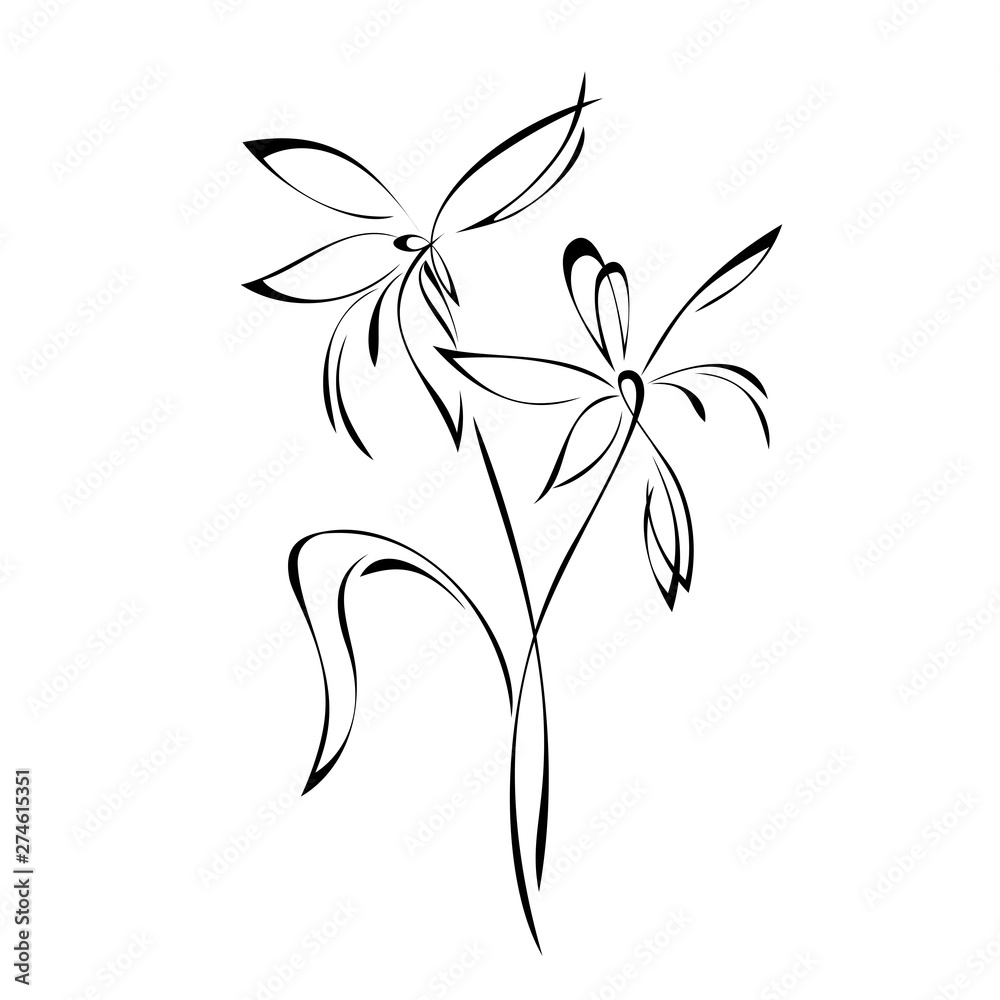 two stylized flowers with pointed petals on stems in black lines on a white background