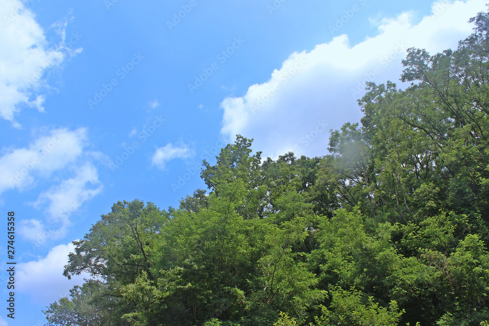 하늘과 푸른나무