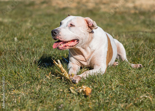фотографія big, fun, rabid dog is playing