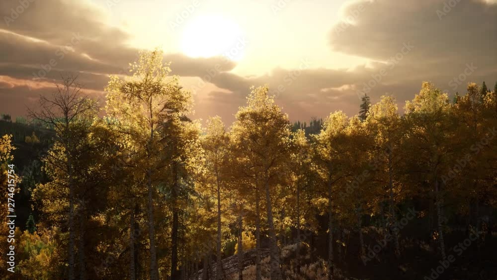 sunlight in forest in mountains, at sunset sunlight in forest in mountains, at sunset
