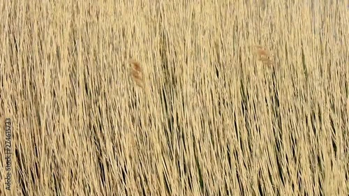 Reeds (Phragmites australis) blowing in the wind photo