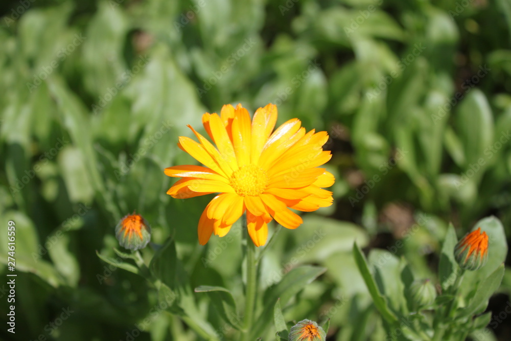 Fototapeta premium Ringelblume