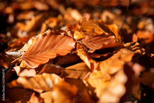 Autumn leaves in sunshine_001