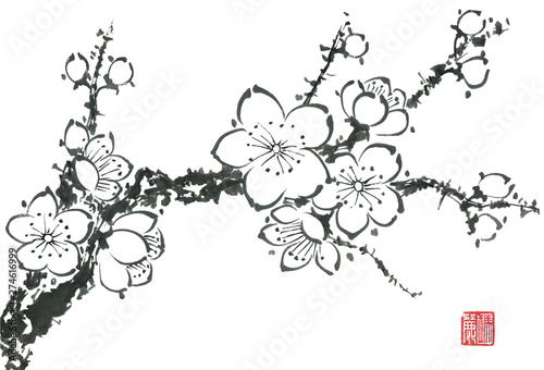 A branch of a blossoming sakura. Contour flowers of plum mei and wild cherry . Watercolor and ink illustration of tree in style sumi-e, go-hua, u-sin. Oriental traditional painting.