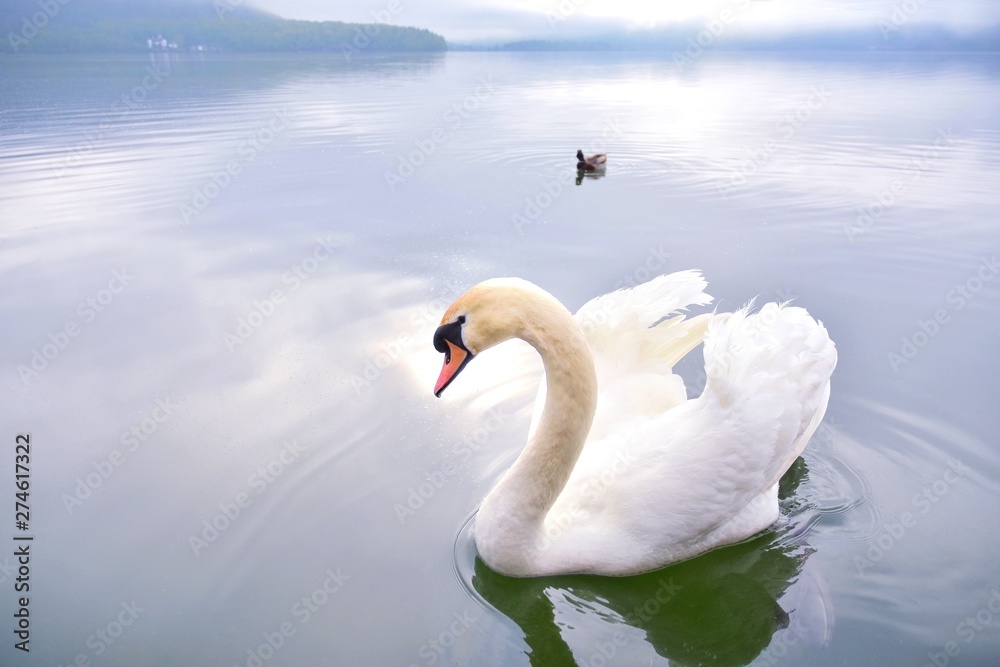 Obraz premium A beautiful white swan with a red beak swims in a pond, selective focus. Graceful white swan with a long neck in the river. 