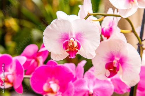 Beautiful orchid flower and green leaves background in the garden. Orchids close up © Nadezda