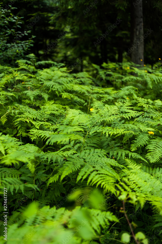 In the wild coniferous forest, the national natural park In the wild coniferous forest, the national natural park