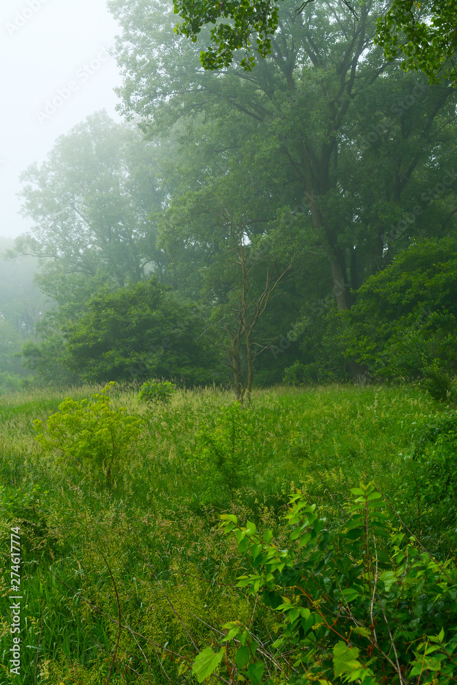 Fototapeta premium Woods in Midewin