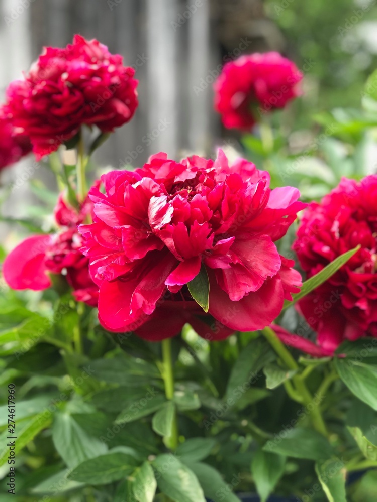 Peony in garden