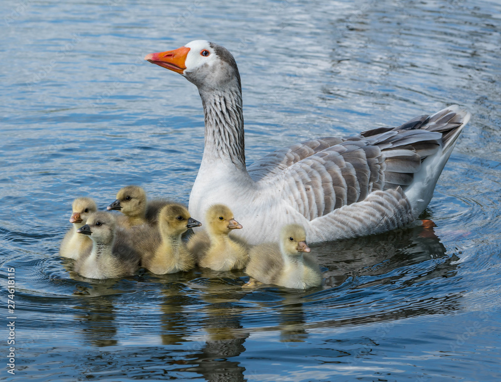 Fototapeta premium Mother goose