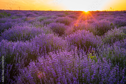 Purple blossoming lavender in the fields 