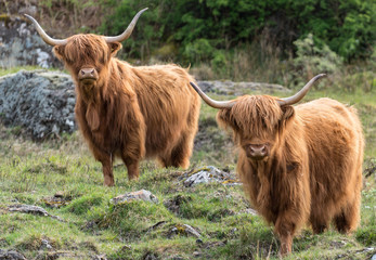 Ingelijste posters Schotse hooglander Hooglanders in Schotse weide  © Colin
