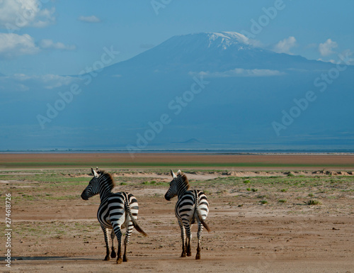 zebra  Kilimanjaro  Amboseli  Kenya    Charles Bowman Axiom