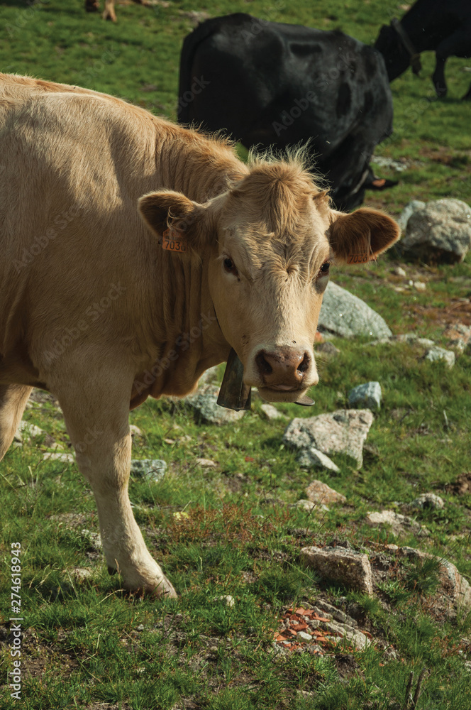 Cow grazing on poor pasture filled with stones Cow grazing on poor pasture filled with stones
