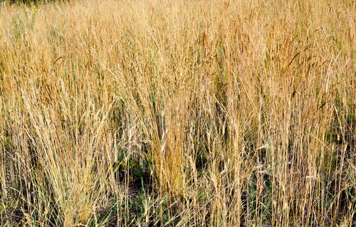  Dry grass