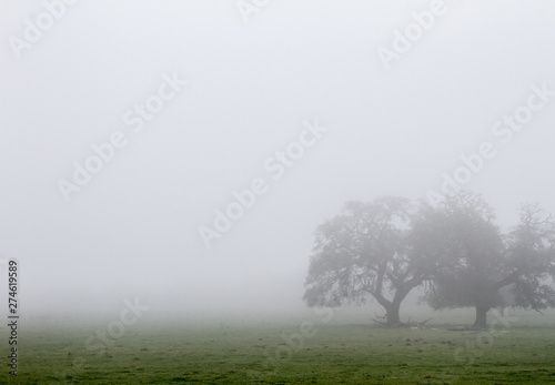 Foggy Tree