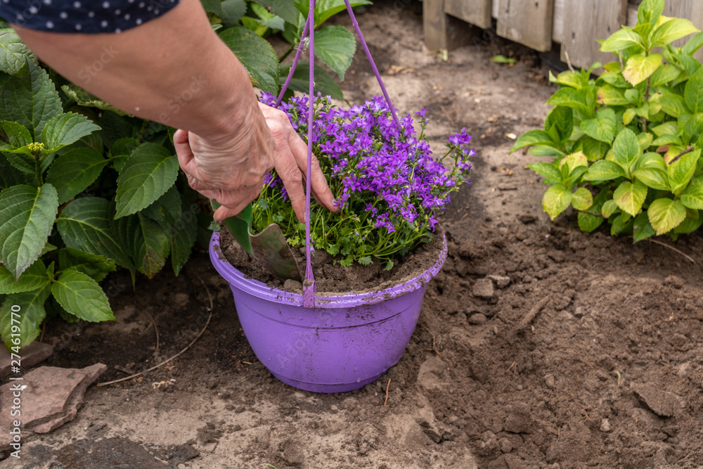 senior woman gardening and filling pots with flowers. senior woman gardening and filling pots with flowers.