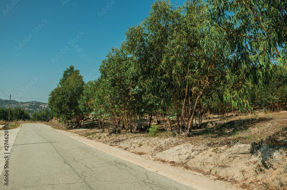 Countryside asphalt road next to small properties with trees