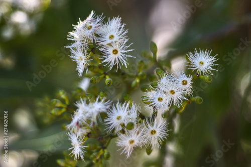Branch with white flowers of eucalyptus