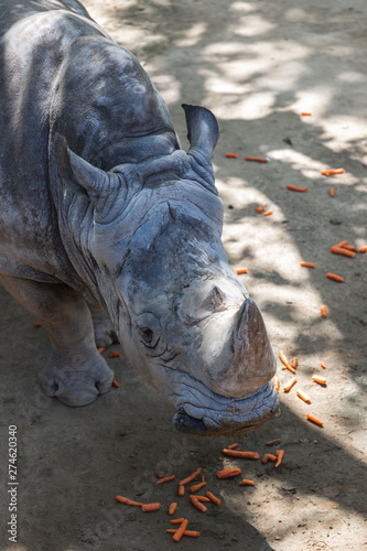 Southern white rhinoceros eating carrots on a sunny day