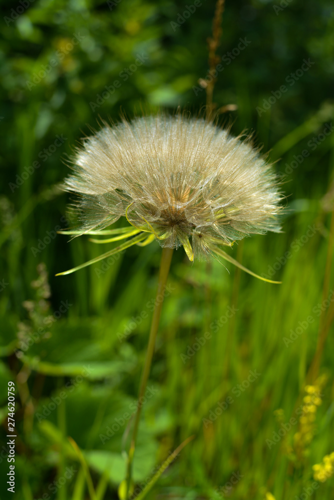 Large dandelion