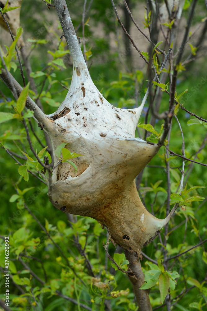 Eastern Tent Caterpillar Nests Eastern Tent Caterpillar Nests