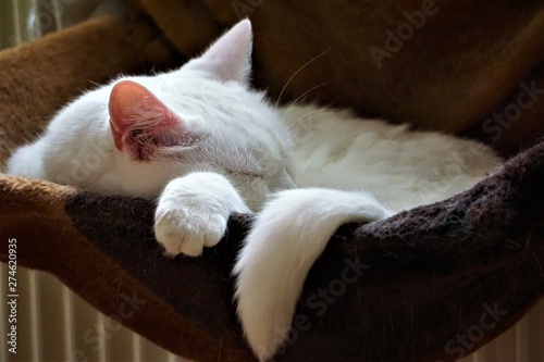 weiße Katze