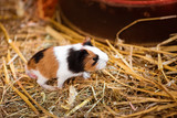 Cute Red and White Guinea Pig Close-up. Little Pet in its House. guinea pig in the hay