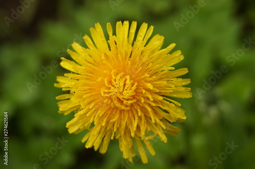 Yellow dandelion flower on a background of green grass.