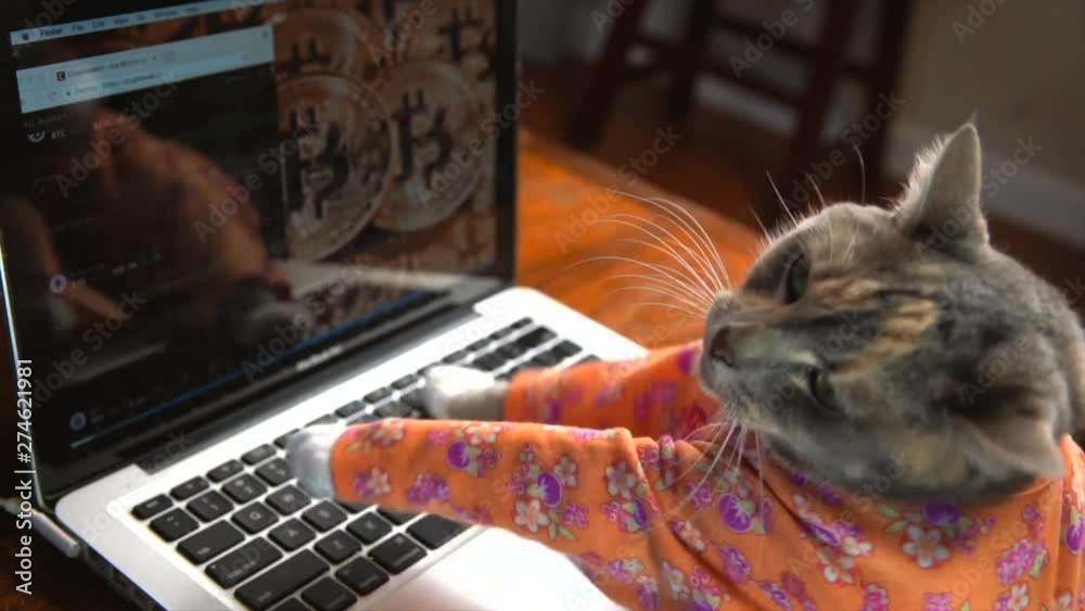 This video shows a side back view of a cute cat in a colorful dress typing frantically on a laptop computer with bitcoin on the computer background.