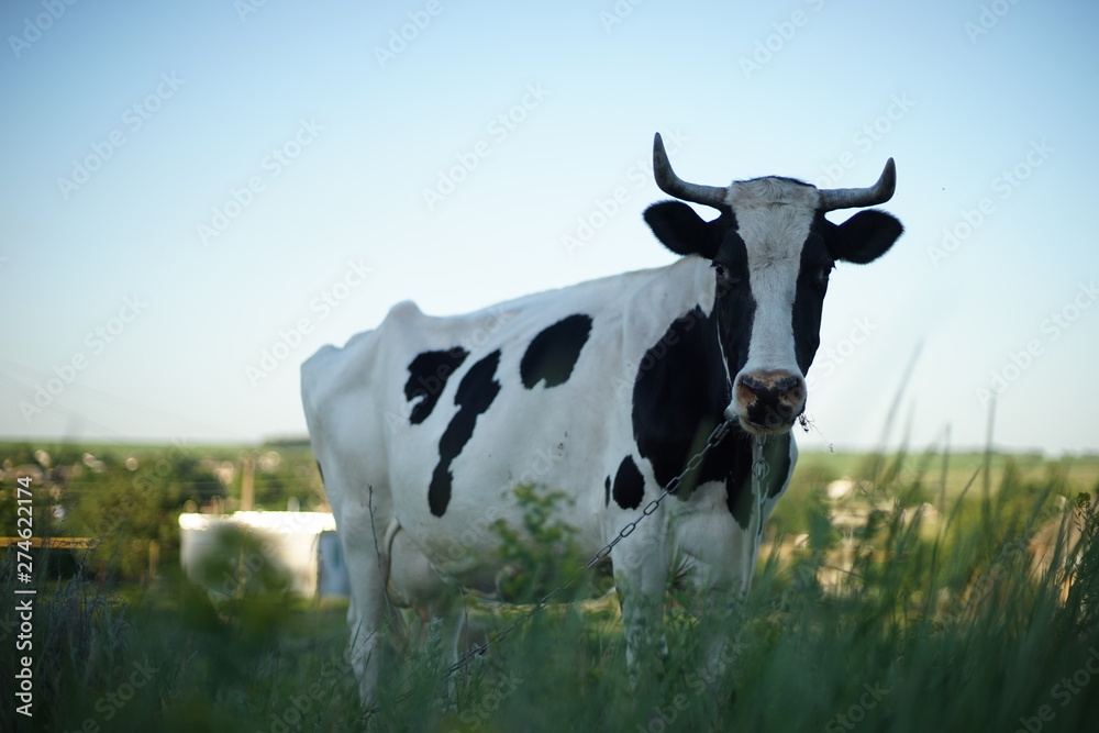 Black and white spotted cow grazing in a field.