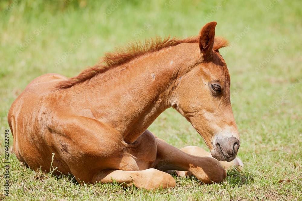 Brown foal lying in the meadow Brown foal lying in the meadow