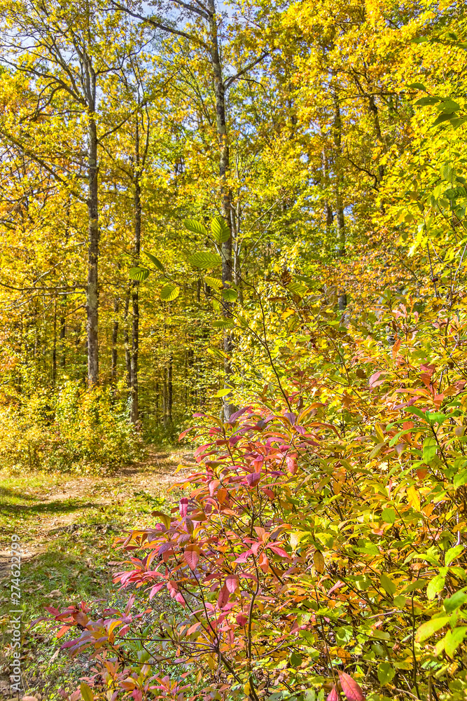 Picturesque landscape with autumn forest on a sunny day Picturesque landscape with autumn forest on a sunny day