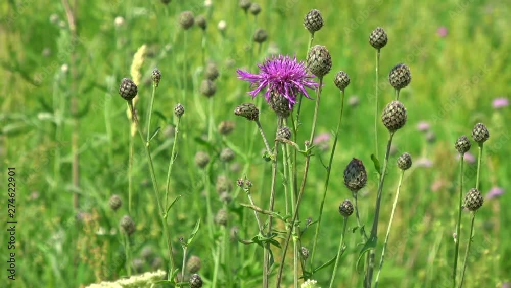 flowers in a field flowers in a field