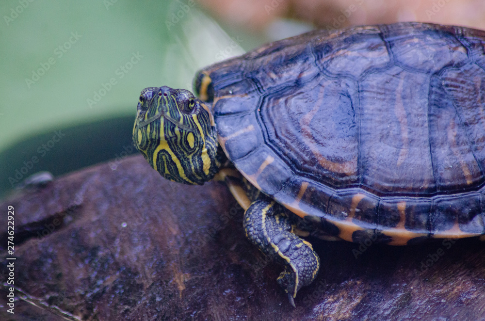 Obraz premium beautiful animals