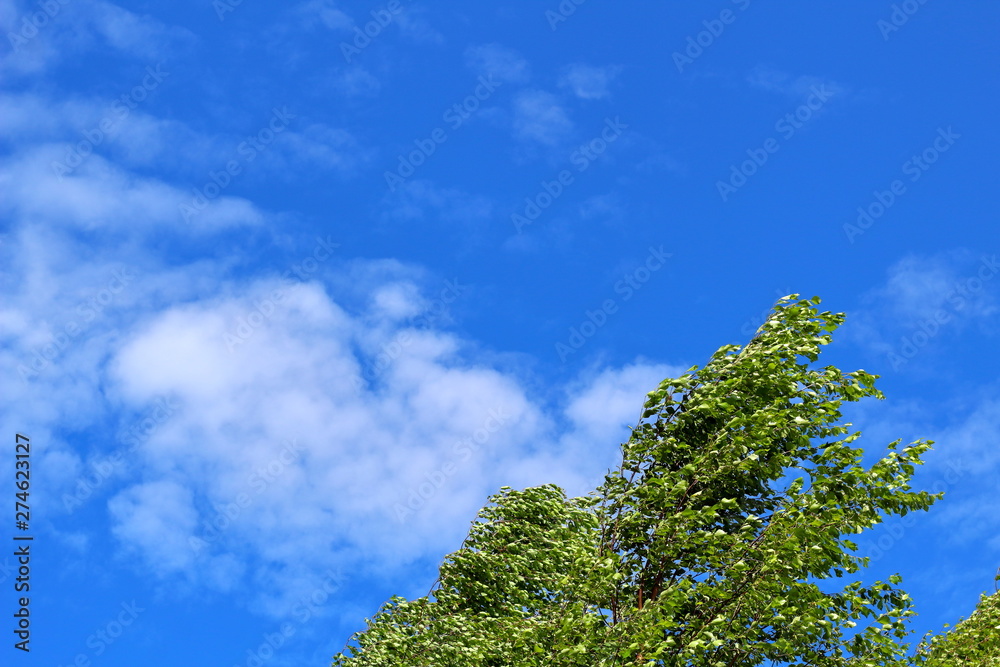 Treetop against the background of clouds and blue sky in sunny weather. Treetop against the background of clouds and blue sky in sunny weather.