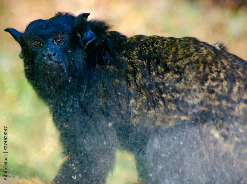 Fototapeta premium beautiful animals