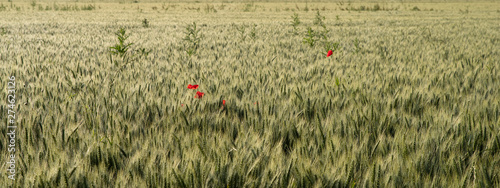 Close-up on a wheat field with poppies