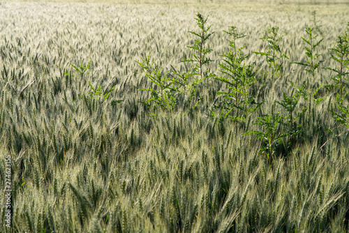 Fototapeta Close-up on a wheat field with thistles