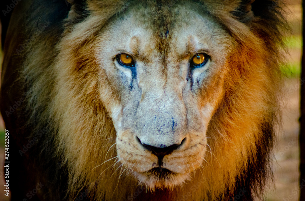 Fototapeta premium beautiful animals