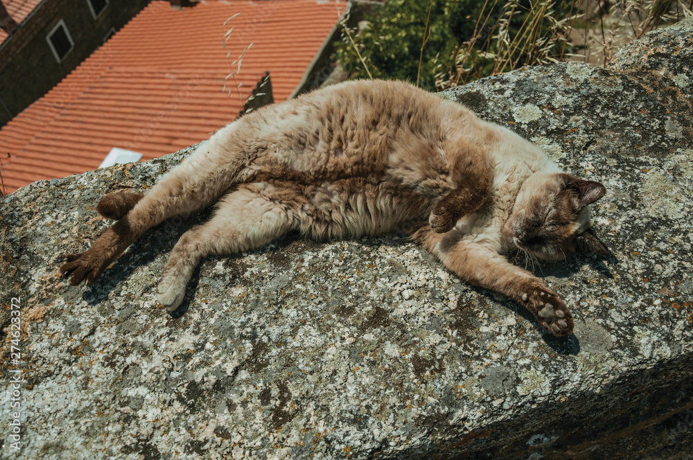Fototapeta premium Siamese cat lying asleep on stone parapet