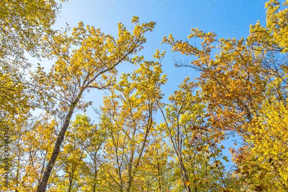 Autumn trees against a cloudless blue sky
