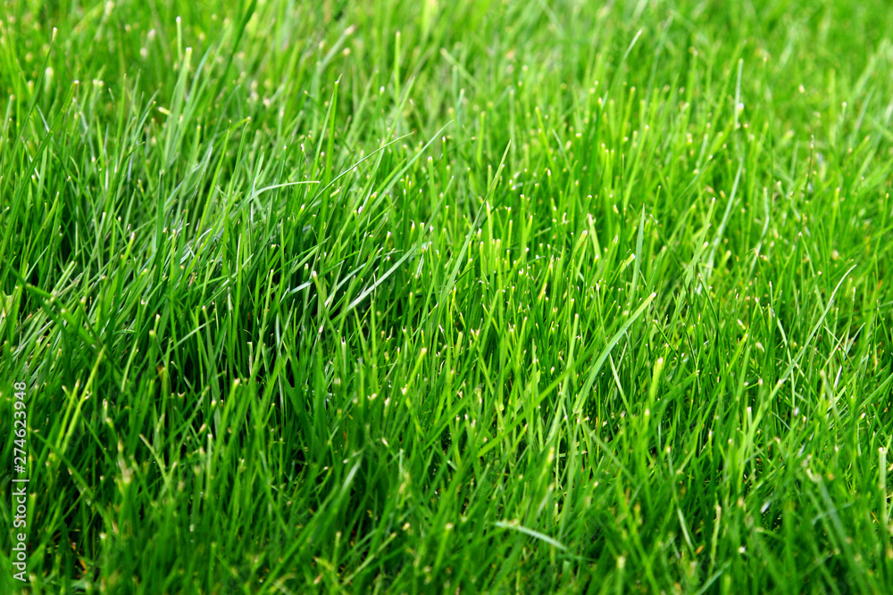 Macro shot of bright green grass sprouts in spring. Green meadow of closeup fresh grass. Macro shot of bright green grass sprouts in spring. Green meadow of closeup fresh grass.