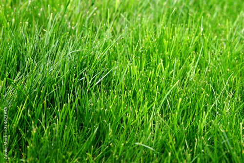 Macro shot of bright green grass sprouts in spring. Green meadow of closeup fresh grass.