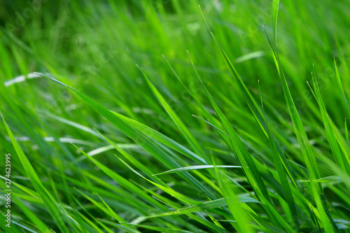Macro shot of bright green grass sprouts in spring. Green meadow of closeup fresh grass.
