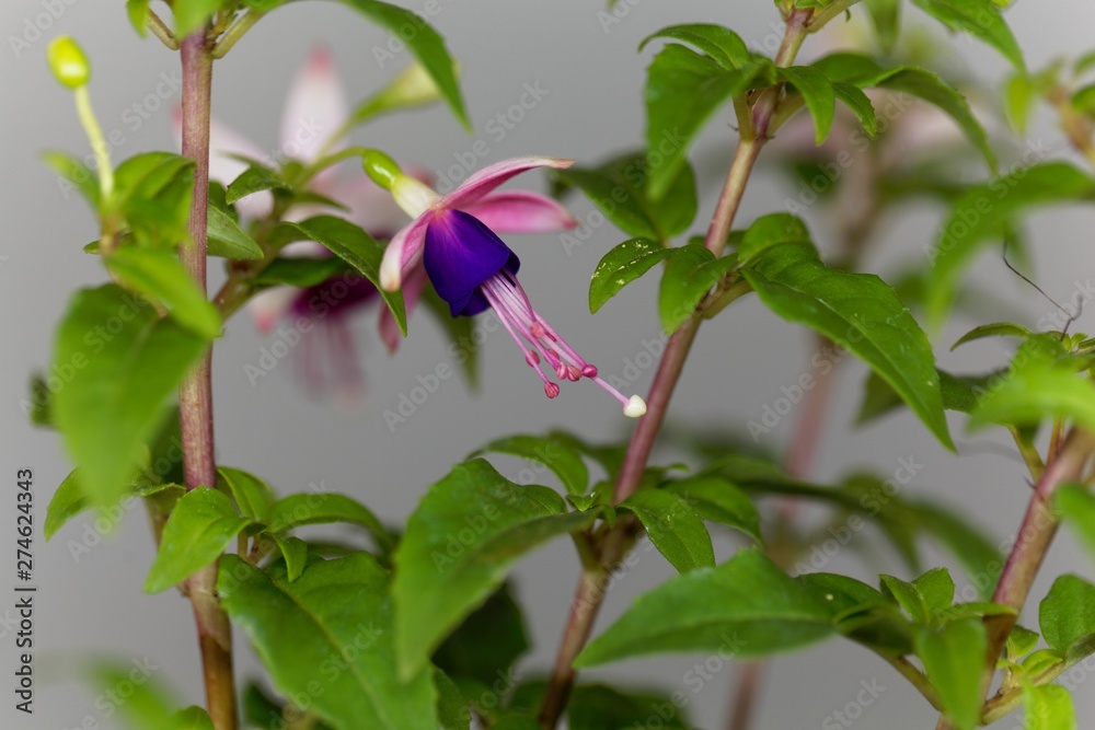Fototapeta premium Macro photo of a blue and pink flower of a Fuchsia hybrid.